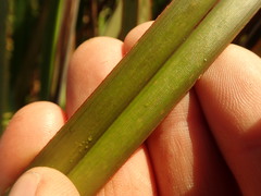 Dianella haematica