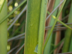 Dianella haematica