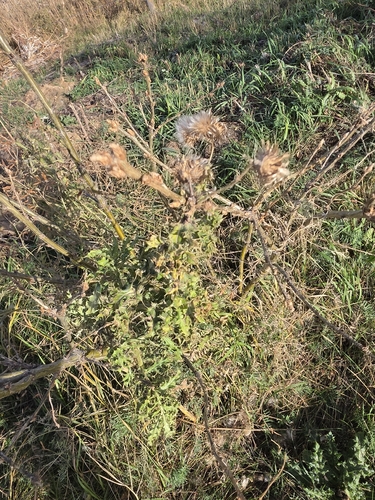 creeping thistle