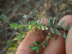Pimelea orthia