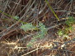 Pimelea orthia