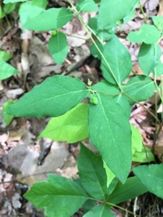 Euphorbia mercurialina