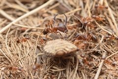 Pheidole nodus