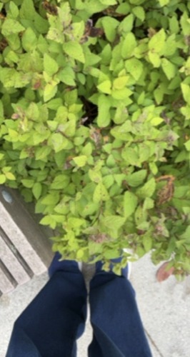 Spiraea japonica observed 2026-10-16