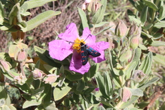 Zygaena lavandulae