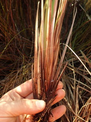 Dianella haematica