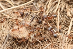Pheidole nodus