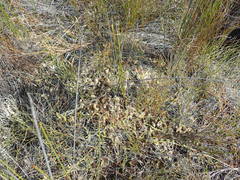 Brownseya serpentina