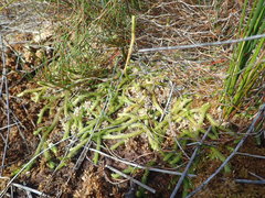 Brownseya serpentina