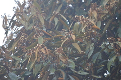 Nectandra oppositifolia
