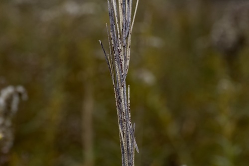 Turritis glabra observed 2026-10-16