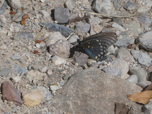 Red-spotted Admiral