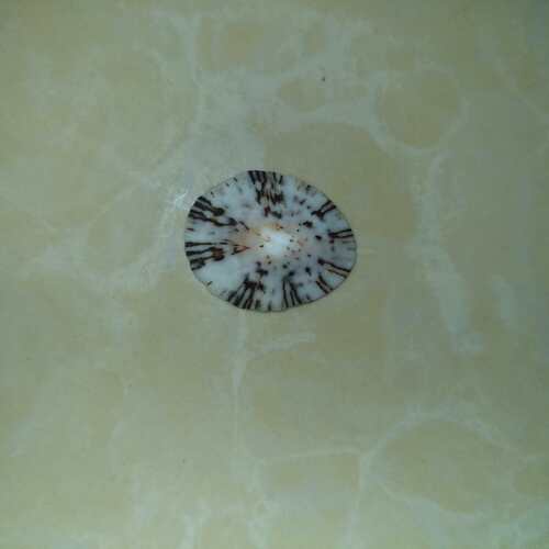 Acmaea antillarum, 2026-08-03