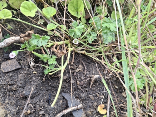 Geranium retrorsum observed 2026-10-17