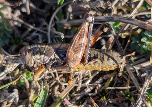 Common Mountain Grasshopper