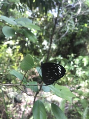 Euploea crameri