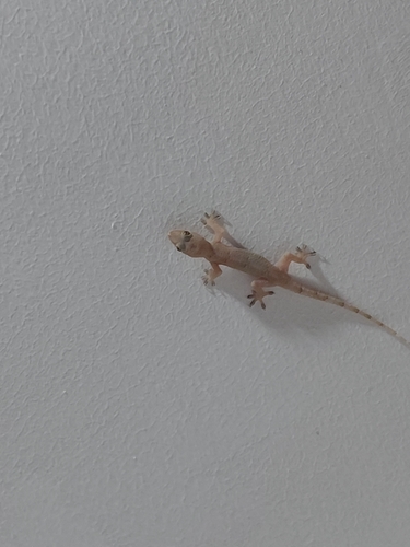 Tropical House Gecko