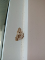 Lomographa glomeraria