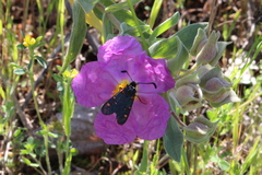 Zygaena lavandulae