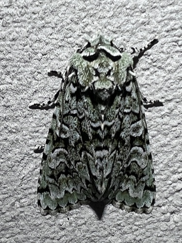 Merveille du Jour