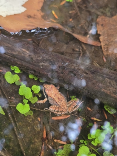 Wood Frog observed by ecardella