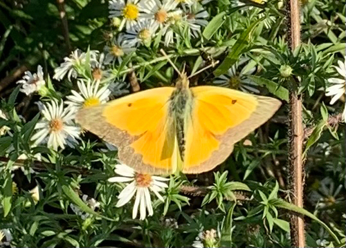 Orange Sulphur