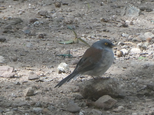 Yellow-eyed Junco
