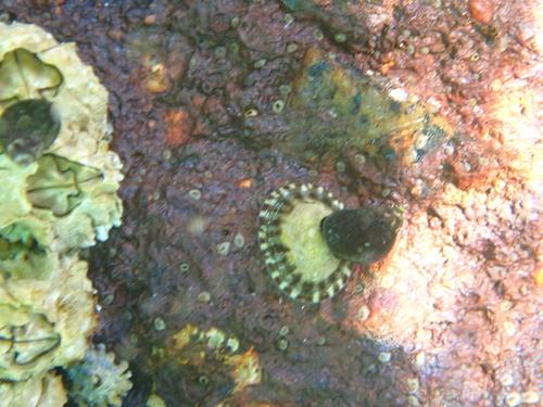 Lottia scutum observed 2026-10-16