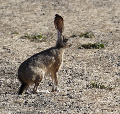 Lepus californicus observed by icosahedron