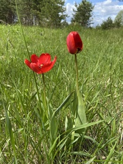 Tulipa gesneriana
