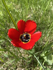 Tulipa gesneriana