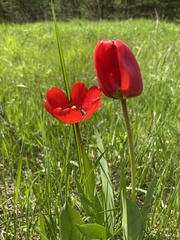 Tulipa gesneriana