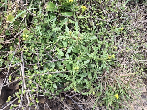 Senecio lautus observed 2026-10-17