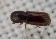 Xylocleptes bispinus