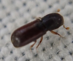 Xylocleptes bispinus