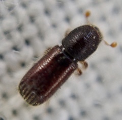 Xylocleptes bispinus