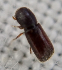 Xylocleptes bispinus