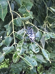 Anoplophora macularia