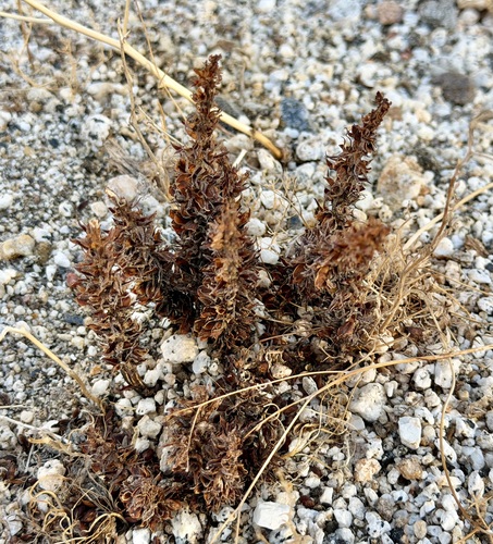 desert broomrape
