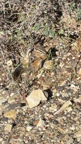 Cliff Chipmunk observed by kyleebirds