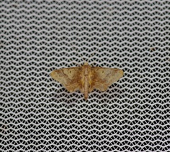 Idaea furciferata