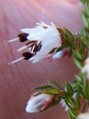 Erica lehmannii