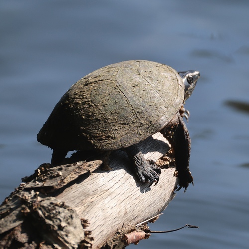Eastern Musk Turtle observed by jmnphillips