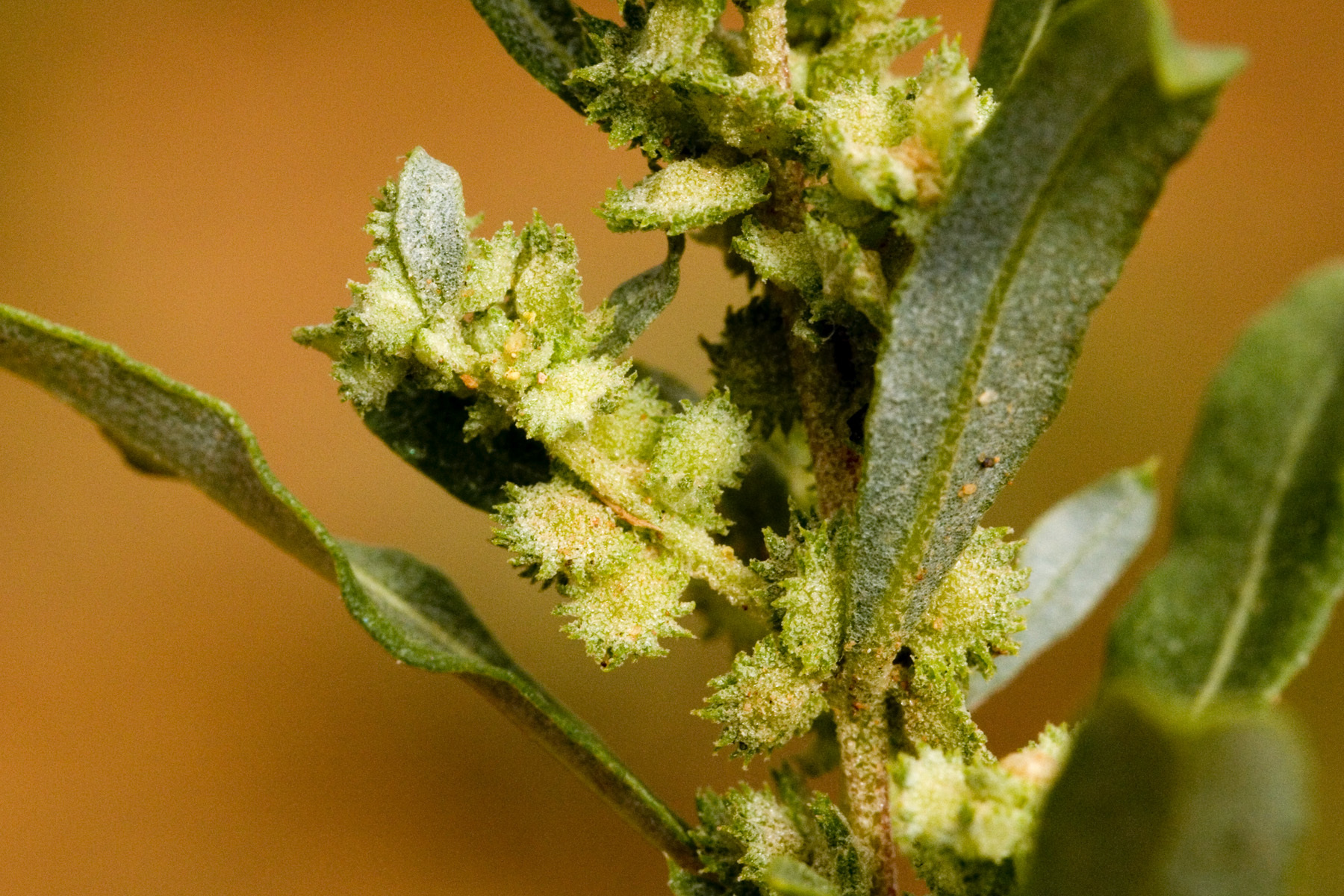 Atriplex elegans