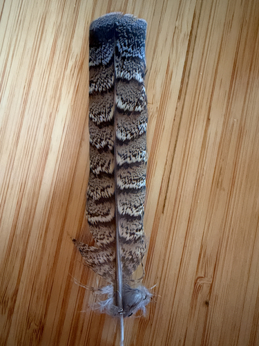 Ruffed Grouse