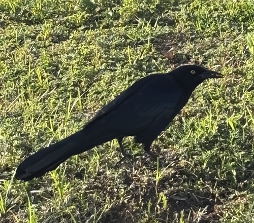 Great-tailed Grackle