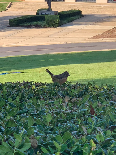 Eastern Towhee