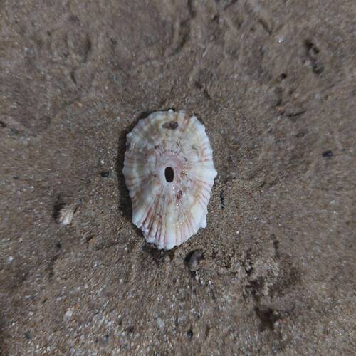 Fissurella barbadensis observed 2026-10-09