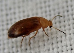 Anaspis
