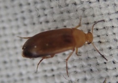 Anaspis